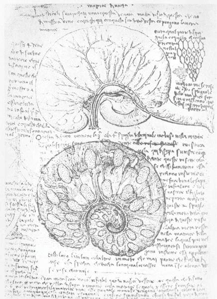 davinci31.jpg