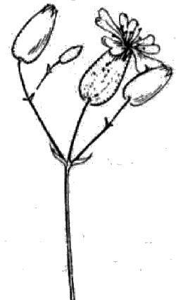 figura285.jpg