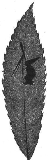 figura869.jpg