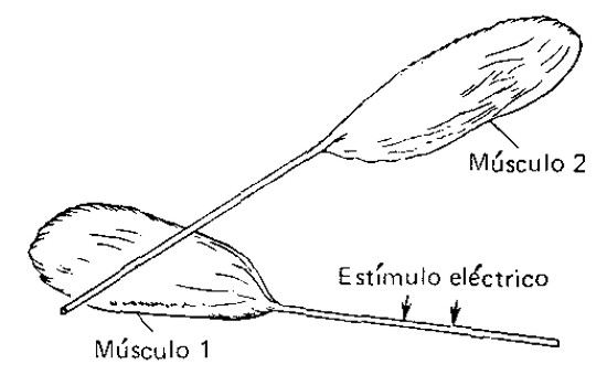 Esquema del experimento de L. Galvani que demuestra la existencia de la «electricidad animal»