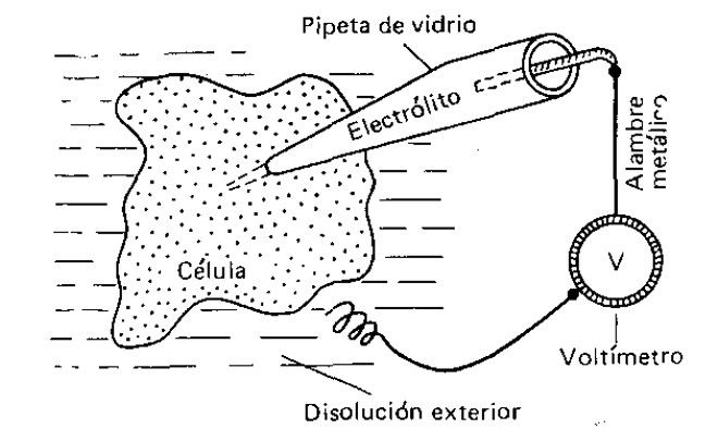 Medición de la diferencia de potencial en la membrana de una célula viva