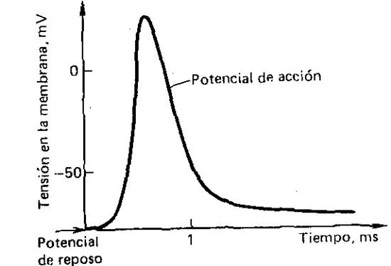 Variación de la tensión en la membrana durante el impulso nervioso