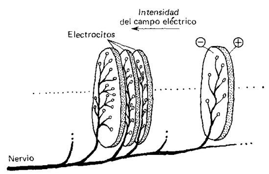 Esquema del órgano eléctrico del pez