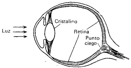 Estructura del ojo del hombre