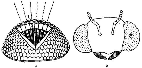 a, corte esquemático del ojo compuesto del insecto: 2, lente del omatidio; 2, bastoncillo visual de un omatidio unitario. Las líneas de trazos indican las direcciones de los ejes ópticos de los omatidios vecinos; b, disposición de los ojos en la cabeza del insecto