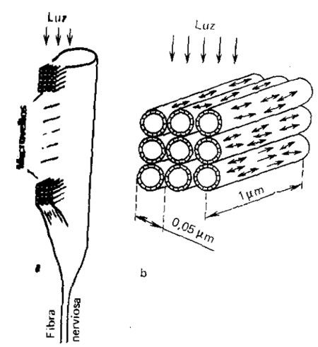 Célula fotorreceptora del ojo del insecto (a) e imagen aumentada de sus microvellos (b). Las flechas (↔) indican la disposición de los ejes eléctricos de las moléculas de rodopsina