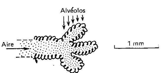 Ramificaciones en los extremos del pulmón, los alvéolos