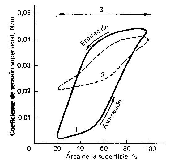 El coeficiente de tensión superficial en función del área de contacto del liquido con el aire (las mediciones se han realizado en la instalación representada en la fig. 56): 1, liquido alveolar de una persona sana; 2, líquido alveolar obtenido de los recién nacidos incapaces de respirar por sí mismos; 3, agua pura. Las flechas indican la variación en el tiempo de las magnitudes obtenidas durante la aspiración y la espiración