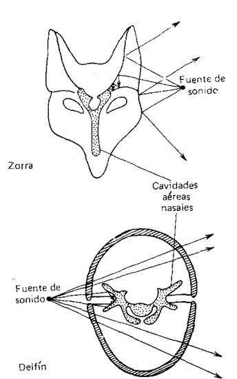 Elementos de la cabeza que permiten localizar la fuente de sonido en el aire, en el caso de una zorra, y en el agua, cuando se trata de un delfín. Los huesos del cráneo y la concha de la oreja crean la sombra acústica en el aire. En el agua esta sombra acústica la crean las fosas aéreas nasales