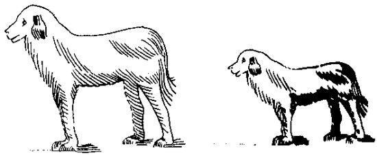 Animales semejantes