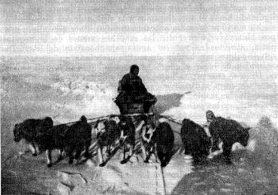 Paisaje del Ártico. Un geólogo con un tiro de perros en Tierra del Norte