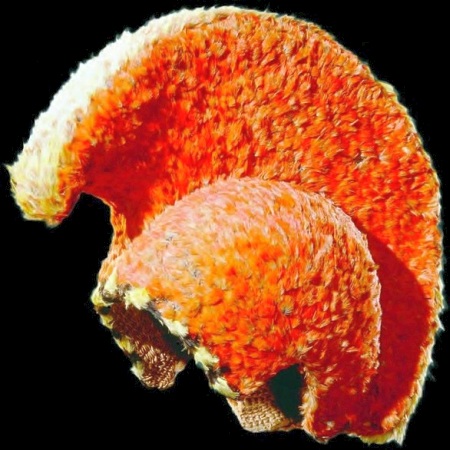 141.jpg