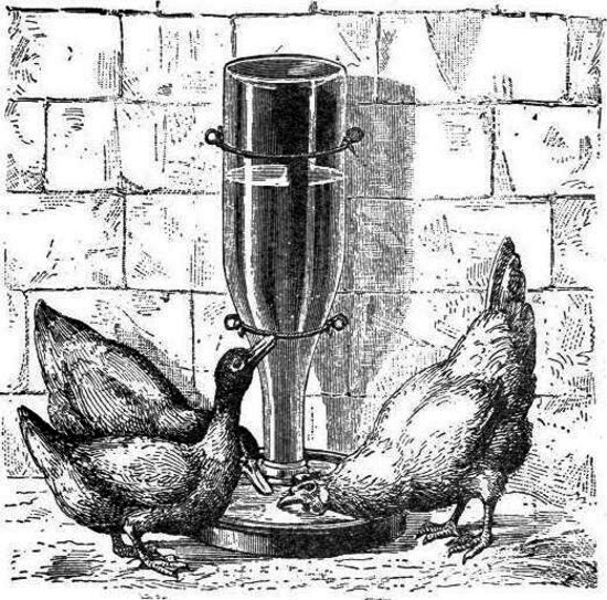 Fuente automática para aves
