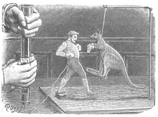 El canguro boxeador