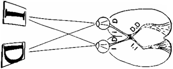 183.jpg