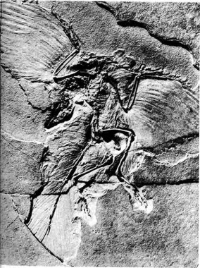 136.jpg