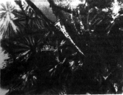 f94.jpg
