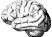 cerebro.jpg